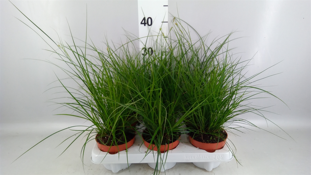 Carex Brunnea 12Ø 25cm