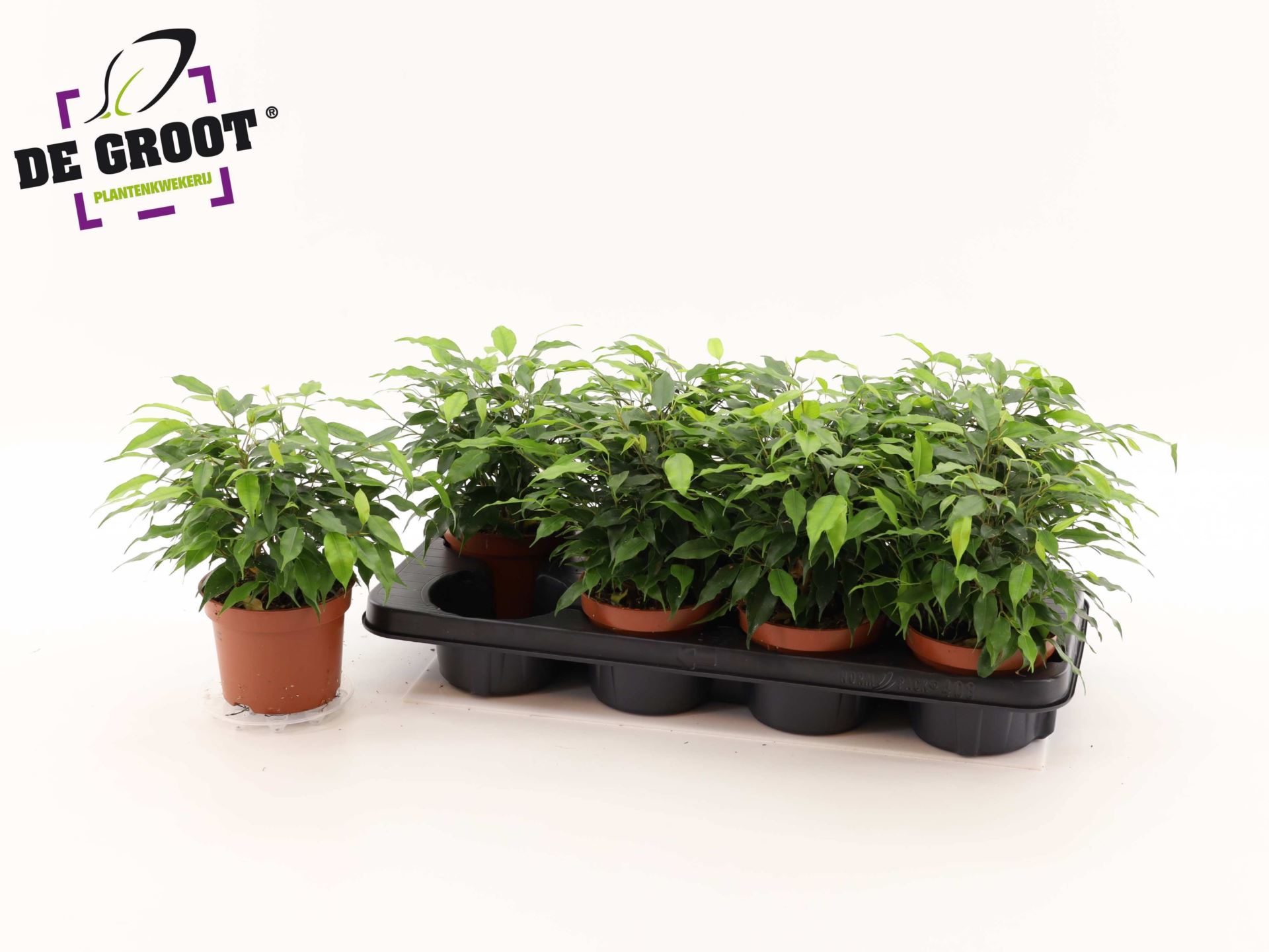 Ficus Benjamina Green Kinky 12Ø 25cm