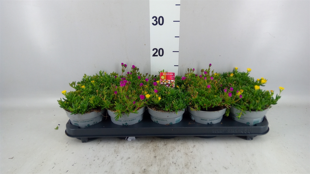 Delosperma Jewel Of Desert Mix 12Ø 10cm