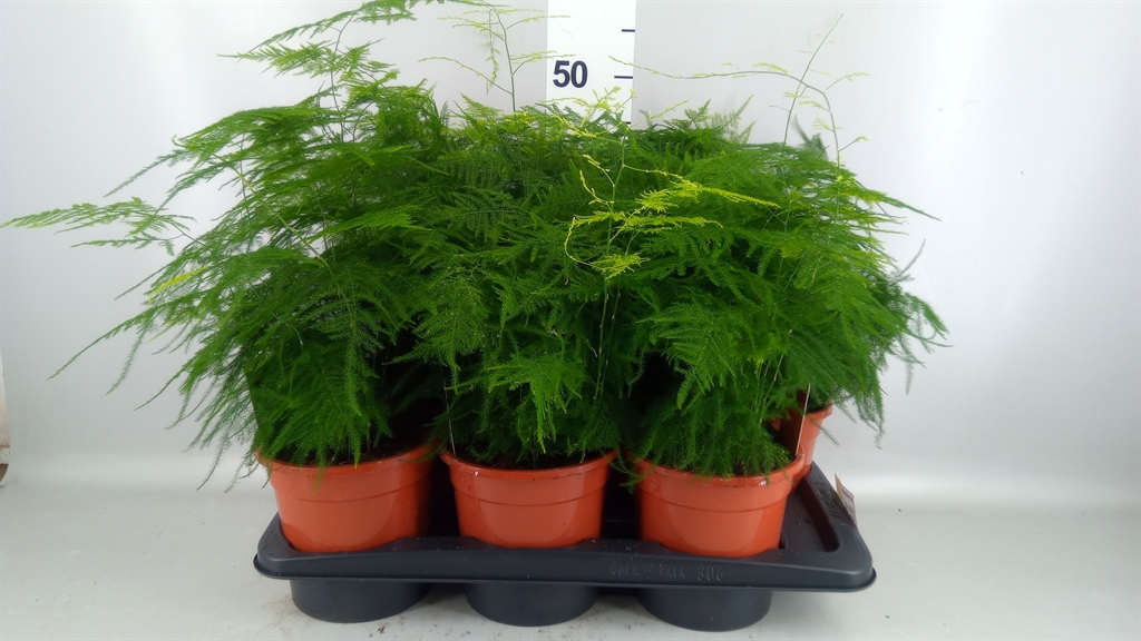 Asparagus Setaceus 17Ø 45cm