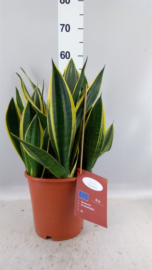 Sansevieria Trifasciata 21Ø 40cm