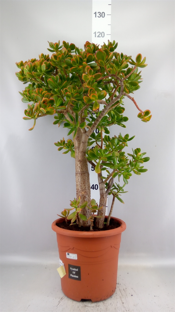 Crassula Sunset 32Ø 100cm