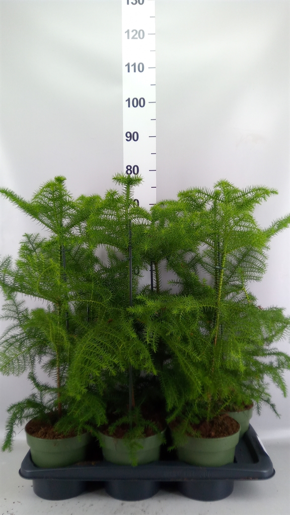 Araucaria Heterophylla 17Ø 50cm