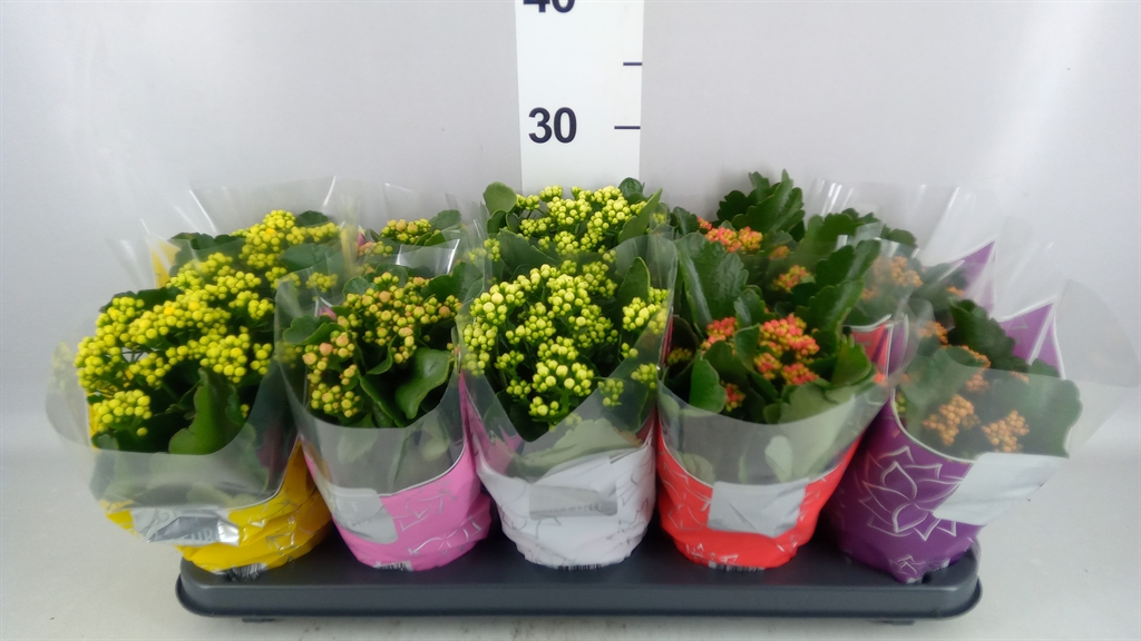 Kalanchoe Double Perfecta Mix 12Ø 25cm