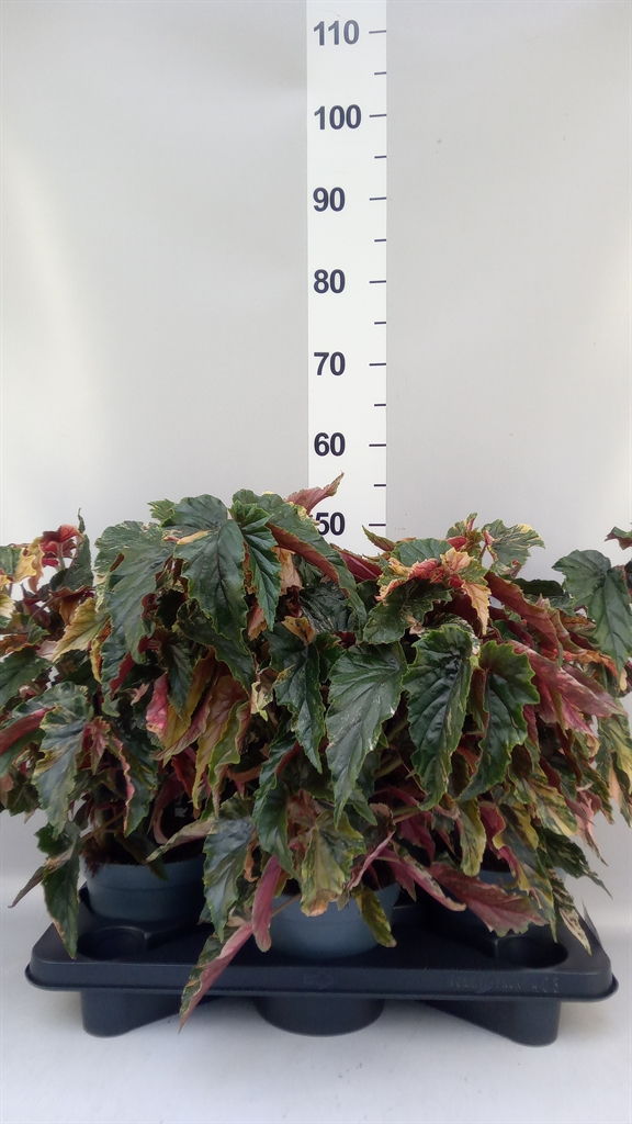 Begonia Maculata 17Ø 35cm