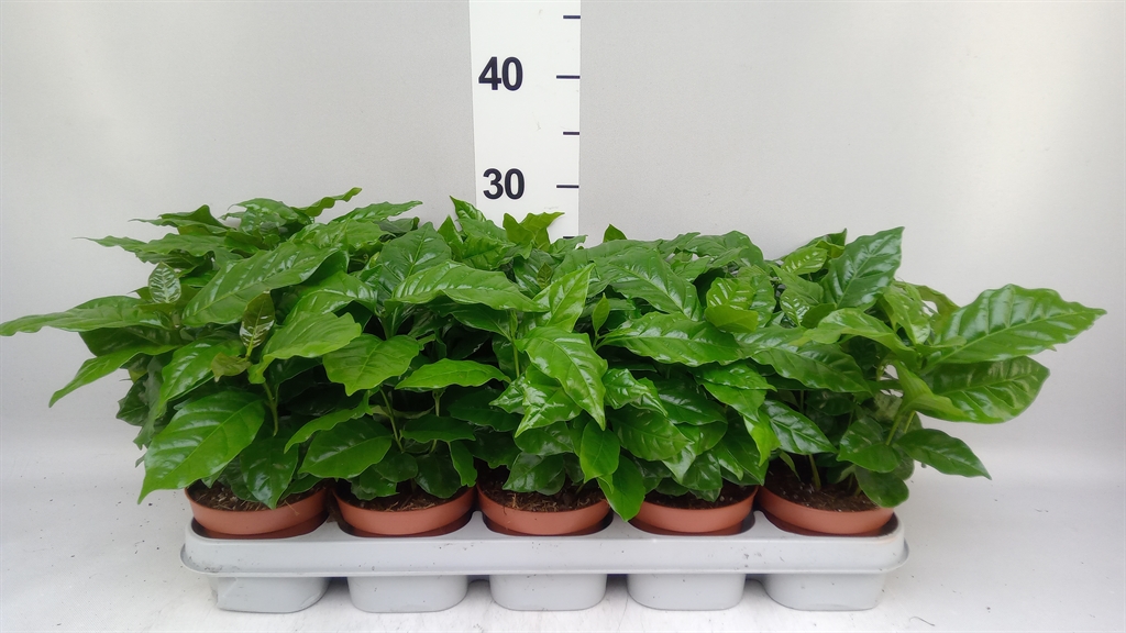 Coffea 12Ø 30cm