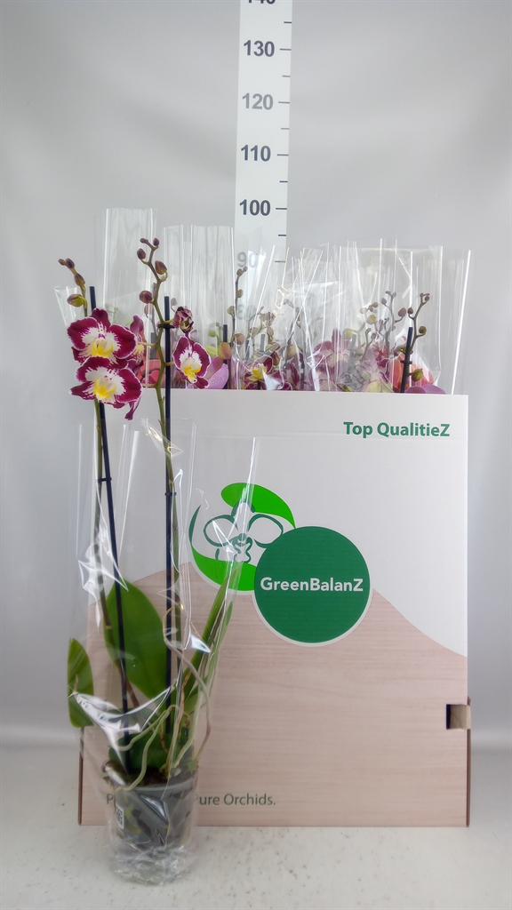 Phalaenopsis Mix 12Ø 75cm 2st