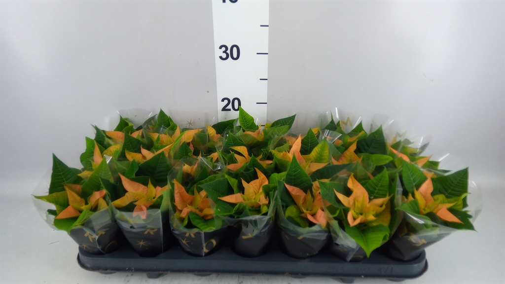 Euphor P Autum Leaves 1 Flower Xxl 6Ø 12cm