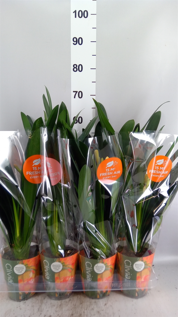 Clivia Miniata 13Ø 50cm