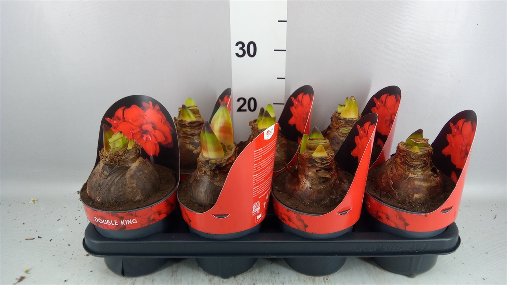 Hippeastrum Double King 14Ø 25cm