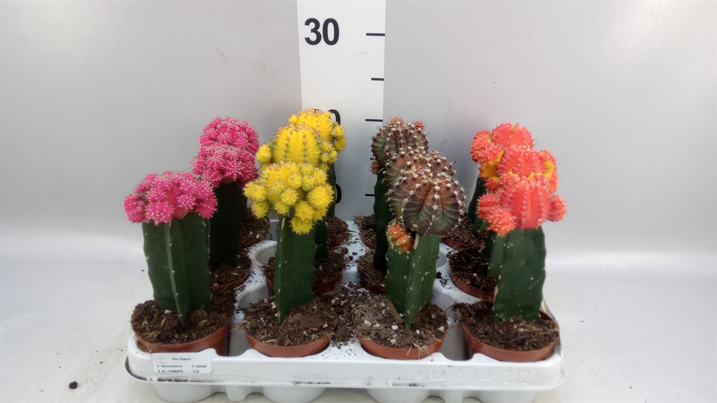 Gymnocalycium Brasil Mix 8Ø 22cm