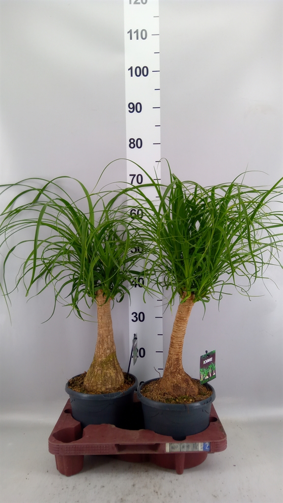 Beaucarnea Recurvata 19Ø 60cm