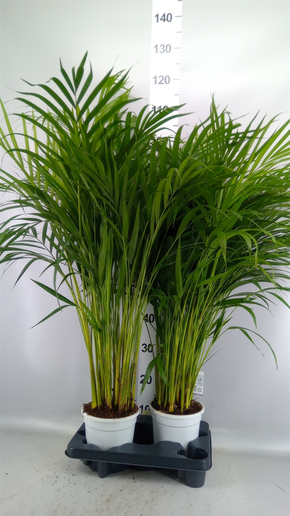Dypsis Lutescens 17Ø 100cm