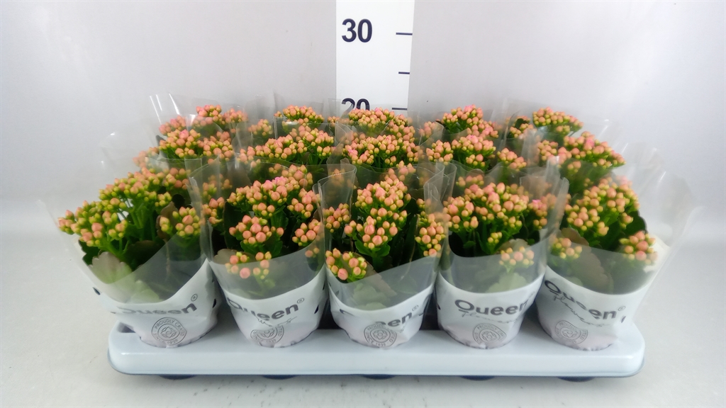 Kalanchoe Double More Flowers Lillian 9Ø 17cm