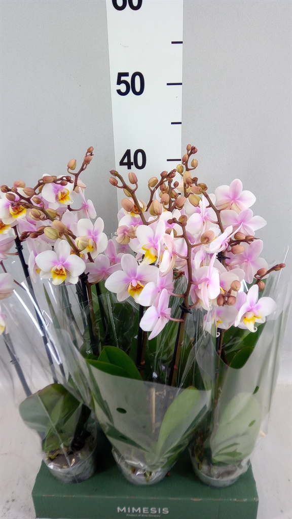 Phal Mf Gem 4 Kl 7Ø 32cm