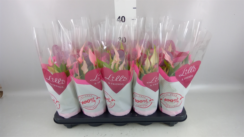 Anthurium Lilli 10Ø 28cm