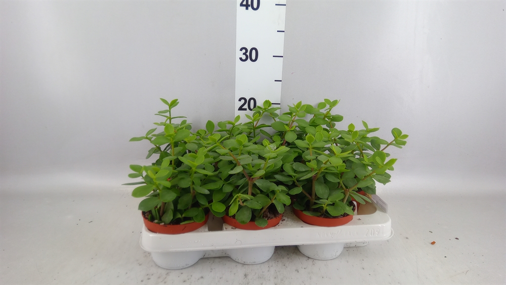 Portulacaria Afra 11Ø 25cm