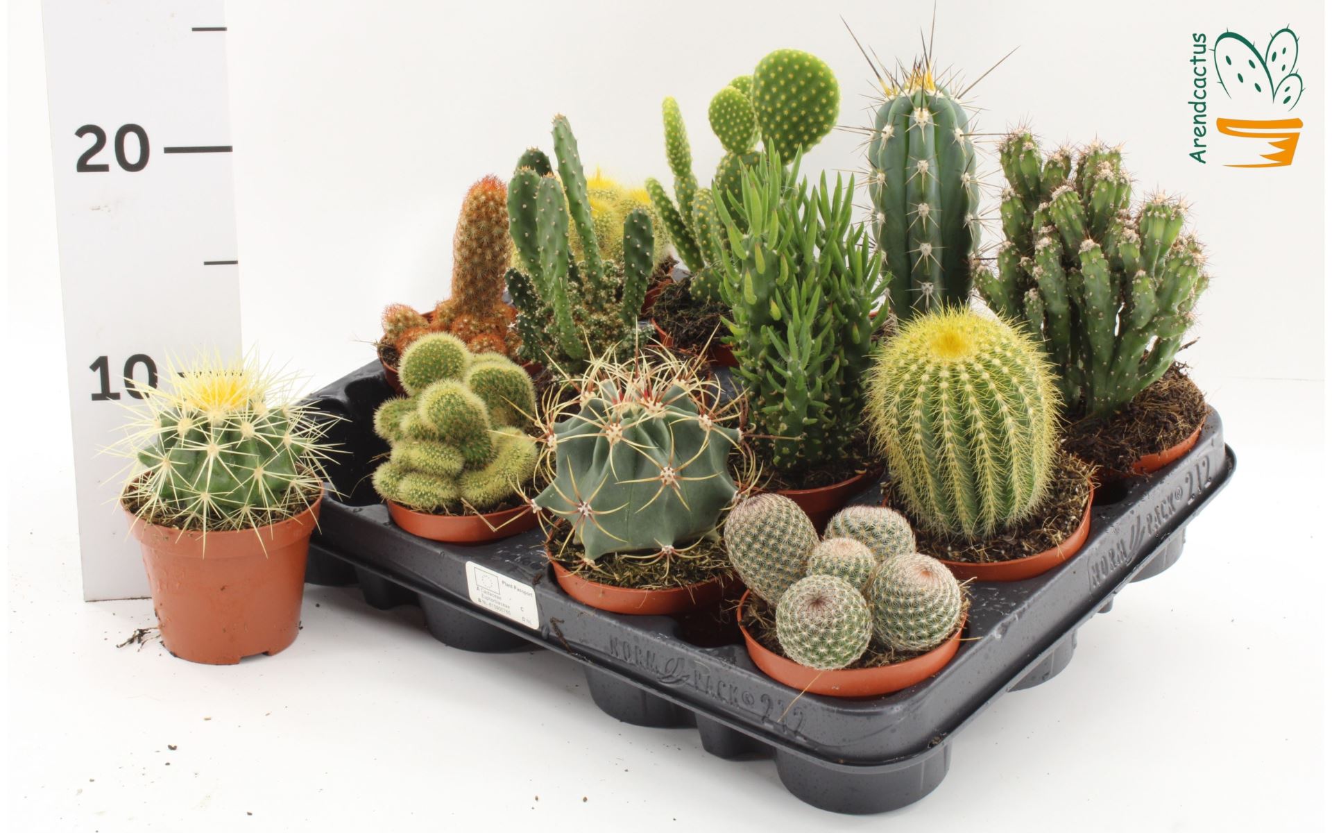 Cactus Mix 8Ø 10cm
