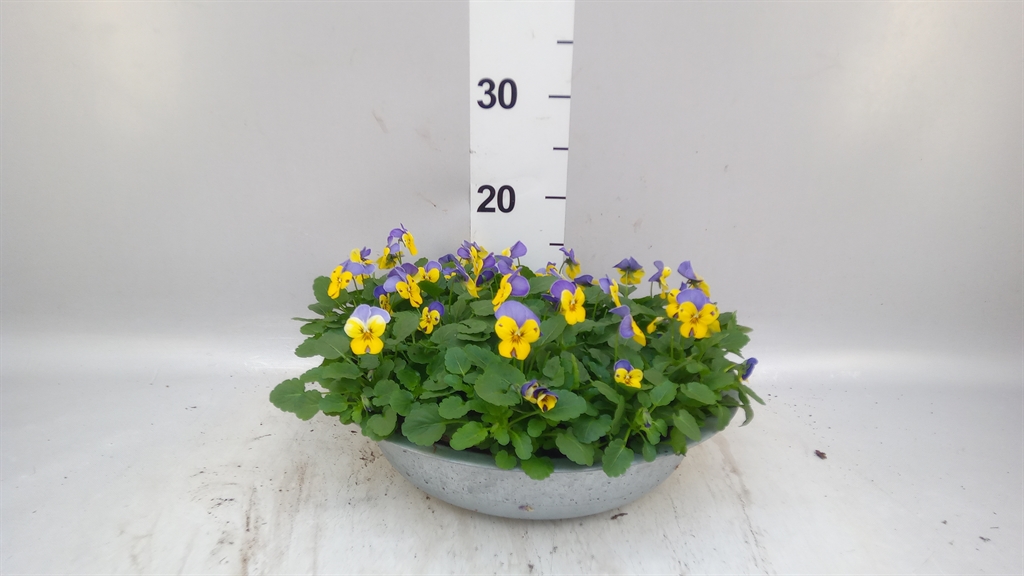 Viola End F1 Bywpw 33Ø 25cm