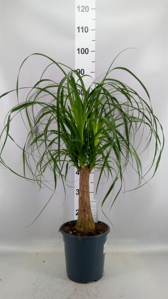 Beaucarnea Recurvata 21Ø 75cm