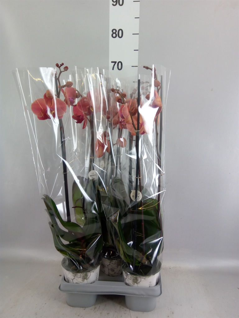 Phalaenopsis Narbonne 12Ø 65cm 2st
