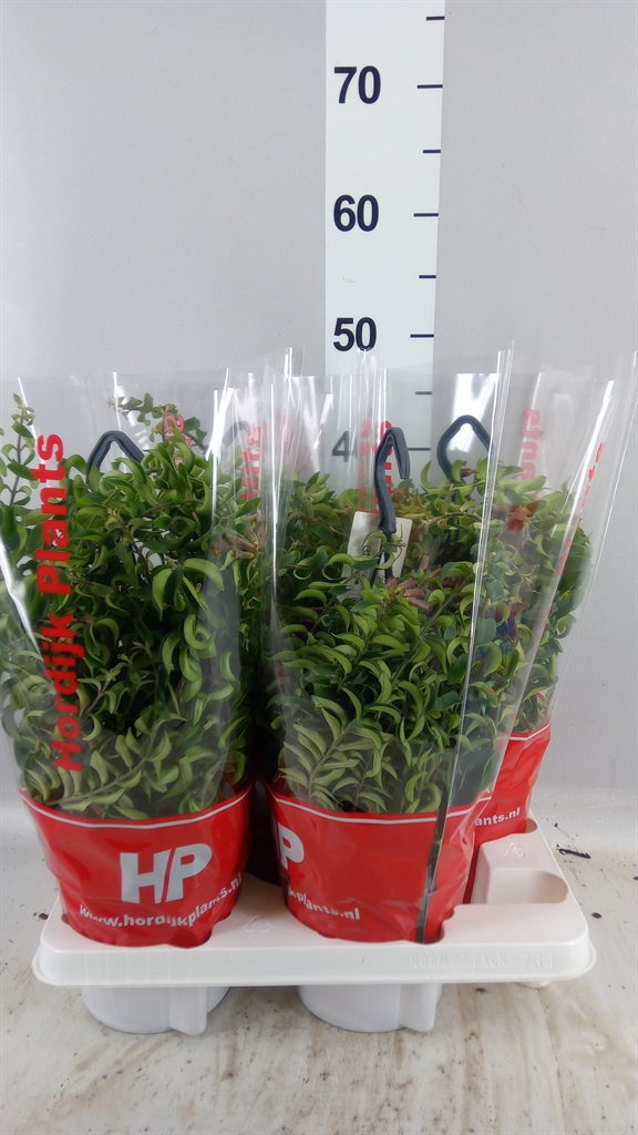 Aeschynanthus Twister 15Ø 45cm