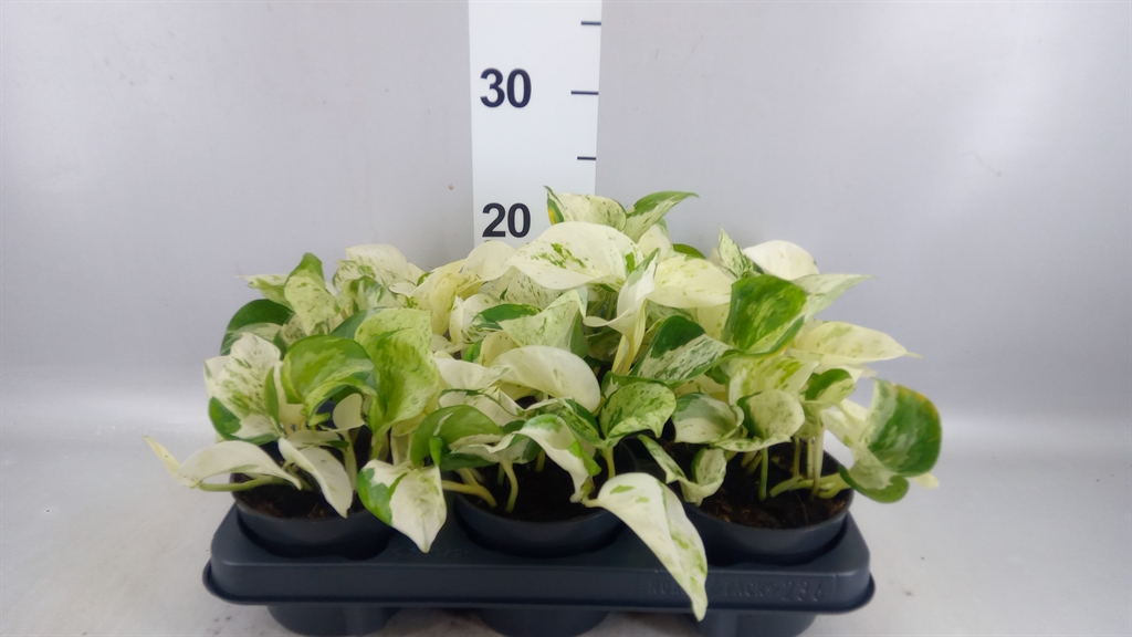 Epipremnum Happy Leaf 12Ø 25cm