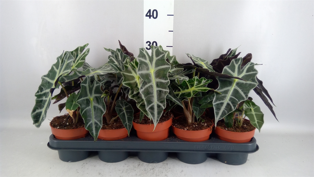 Alocasia Polly 12Ø 25cm