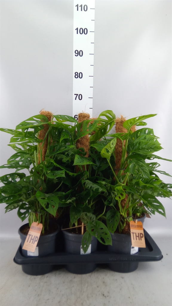 Monstera Adansonii 16Ø 60cm