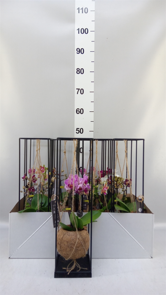 Arr Orchidee 12Ø