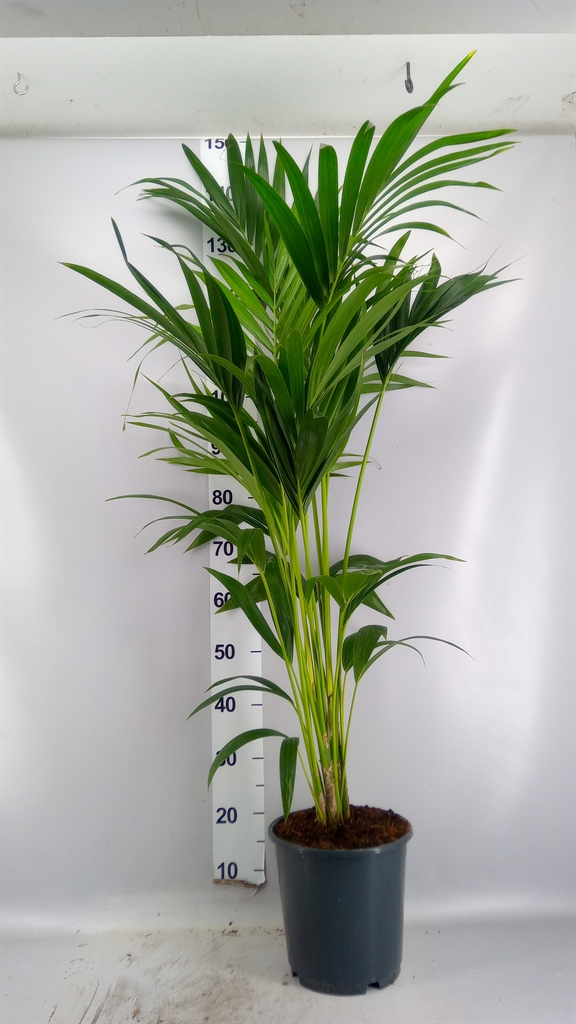 Howea Forsteriana 24Ø 120cm