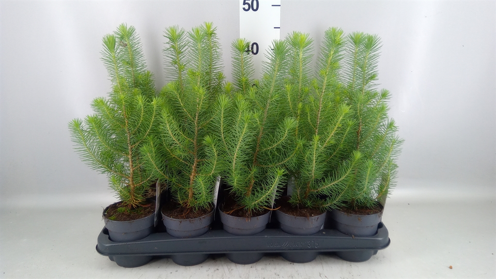 Pinus Silver Crest 10Ø 35cm