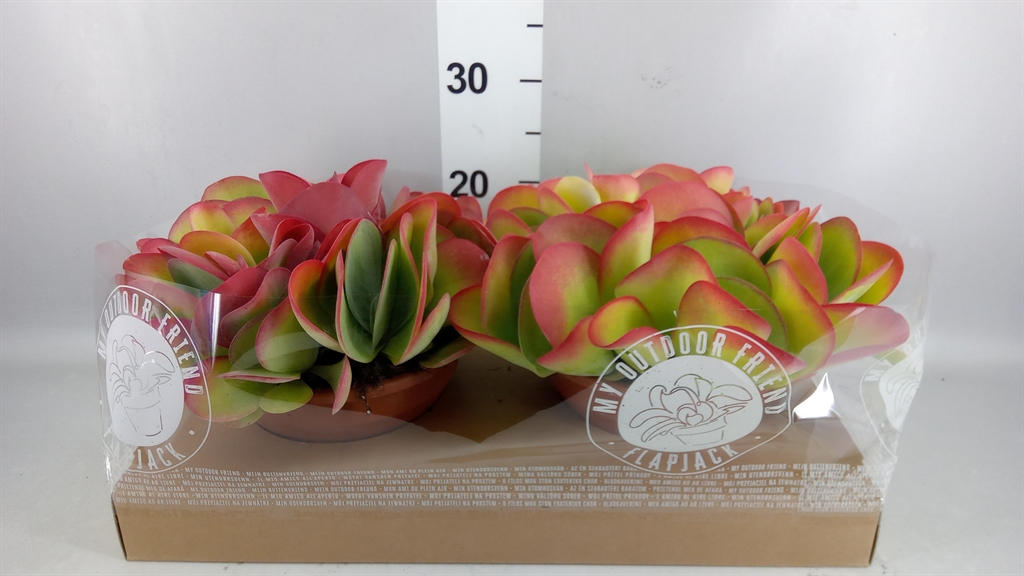 Kalanchoe Thyrsiflora 22Ø 27cm
