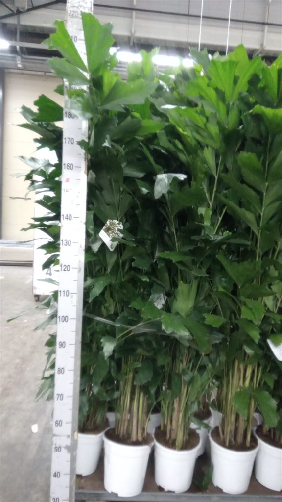 Caryota Mitis 24Ø 170cm