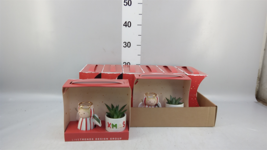 Haworthia 6Ø 25cm
