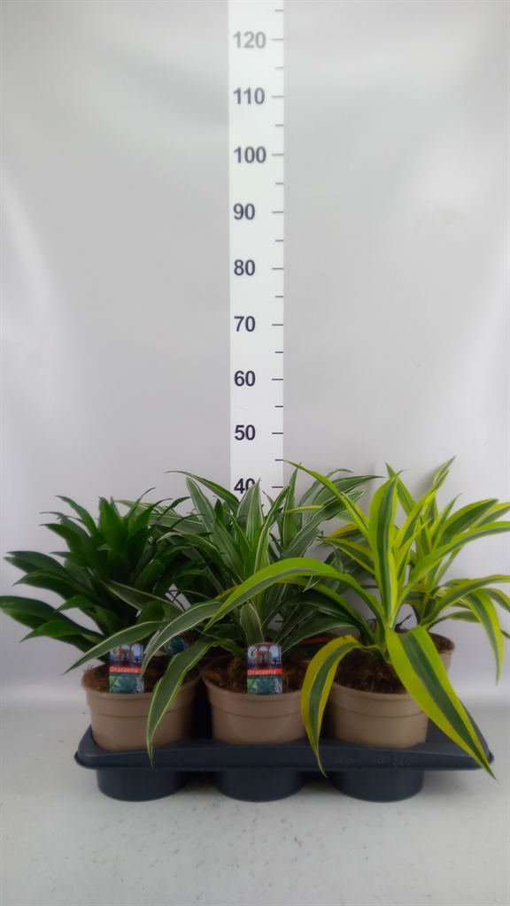 Dracaena Mix 17Ø 40cm
