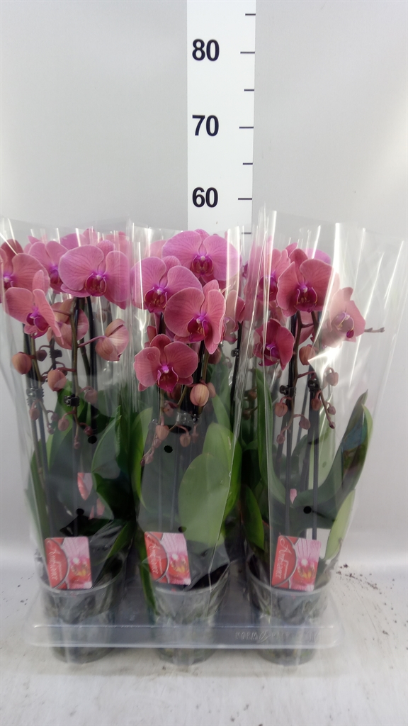 Phal El Cascade 12Ø 45cm