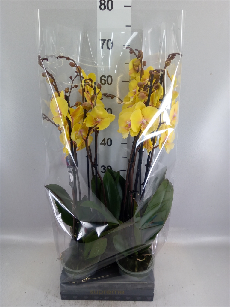 Phal Manta Palau 12Ø 65cm