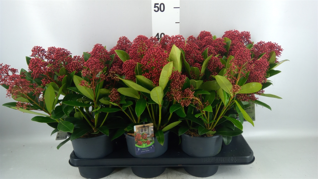 Skimmia Jap Rubella 15Ø 35cm