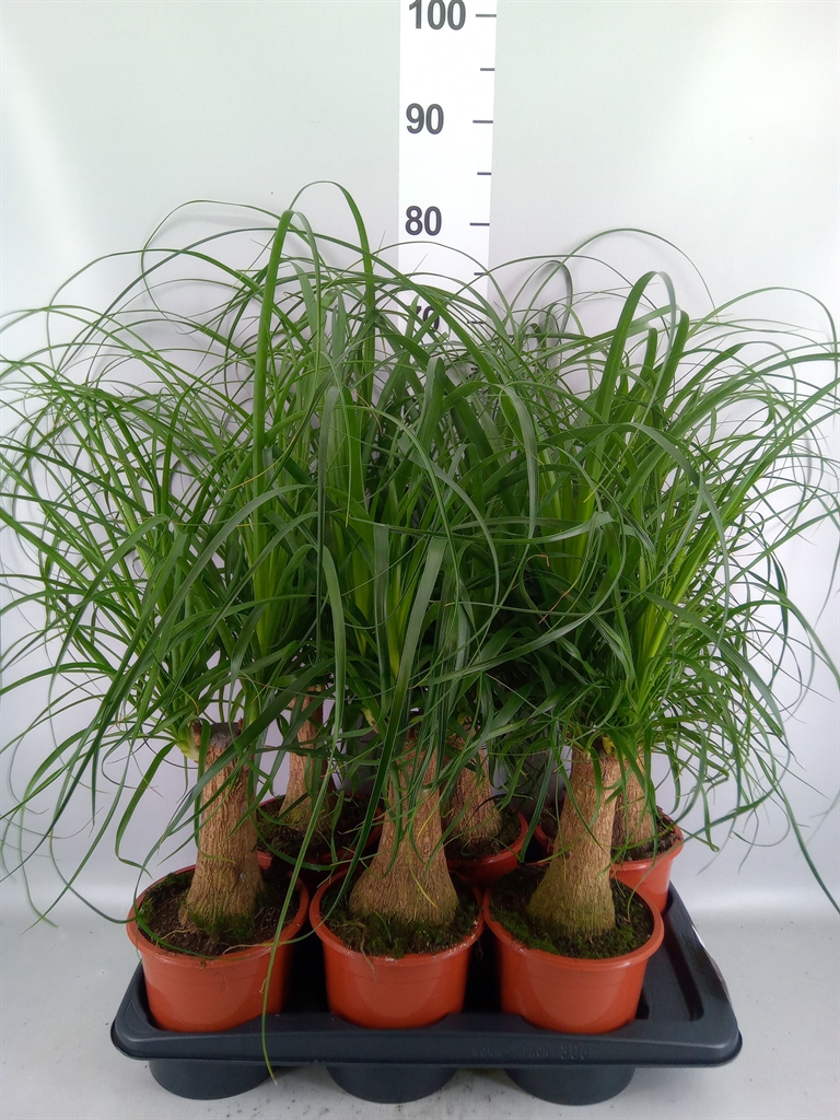 Beaucarnea Recurvata 17Ø 50cm