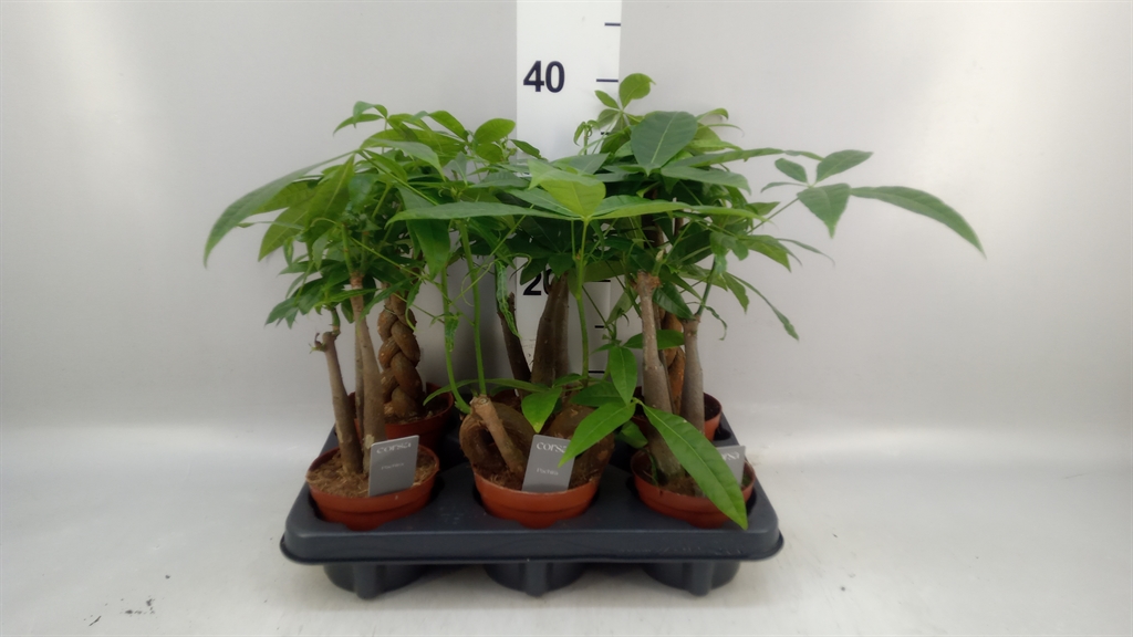 Pachira Aquatica 10Ø 25cm
