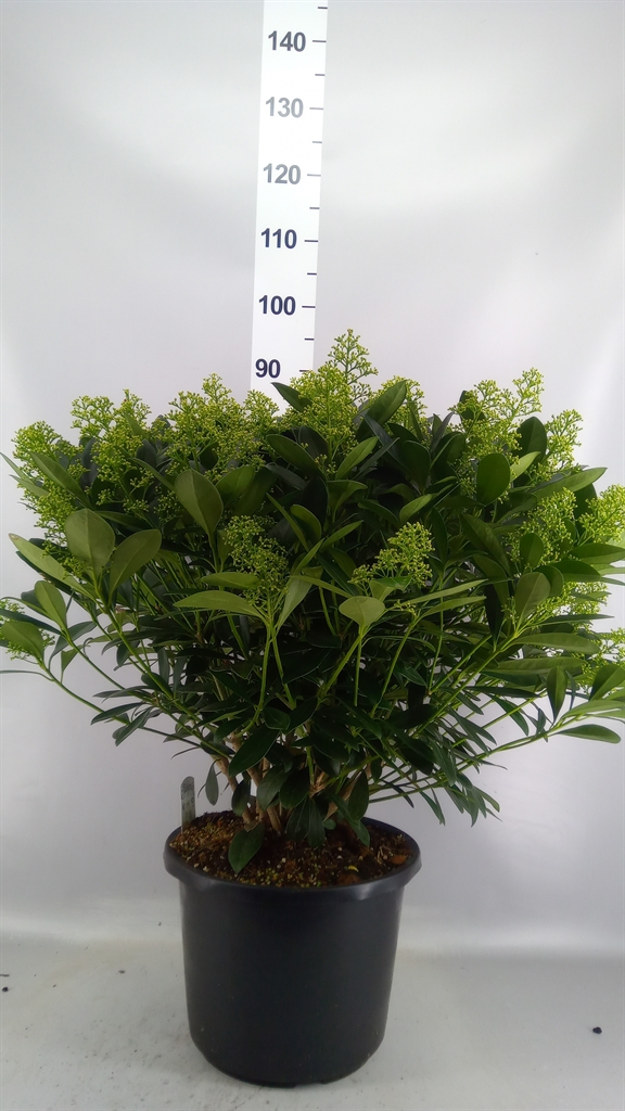 Skimmia Finchy 33Ø 70cm