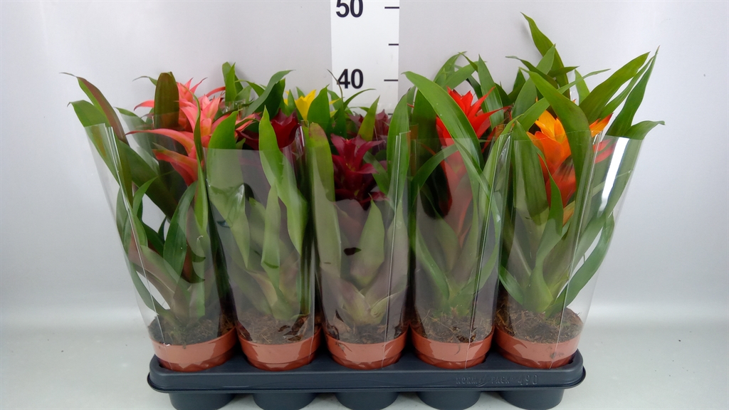 Guzmania Mix 12Ø 50cm