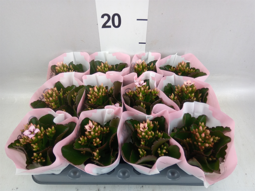 Kal En Ef Emilie 6Ø 14cm