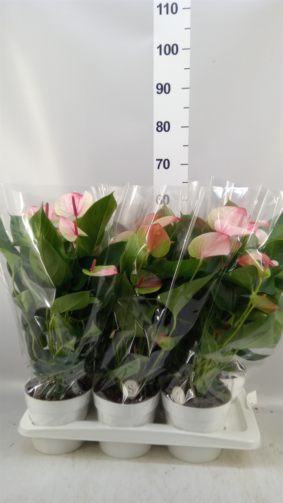 Anthurium Mystique 17Ø 55cm