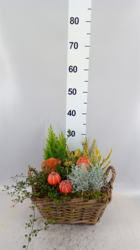Arrangement Garden Plants 30Ø