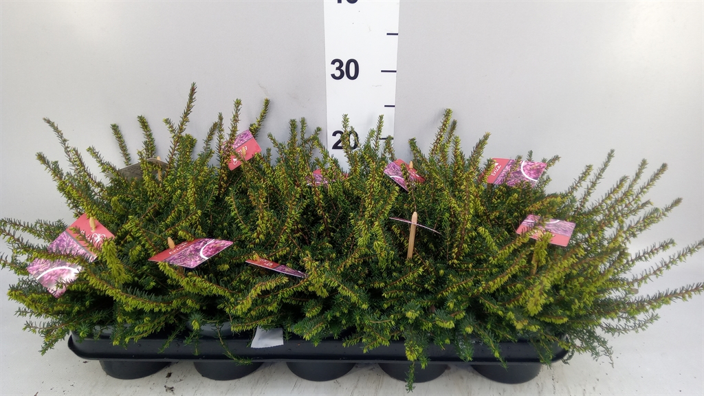 Erica Darleyensis Kramer's Rote 12Ø 20cm