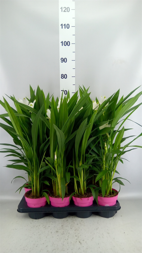 Curcuma Siam Sisto 14Ø 55cm