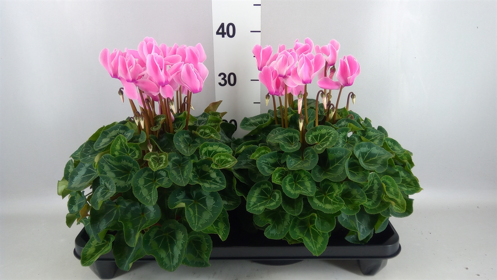 Cyclamen Super Serie Xl 15Ø 36cm