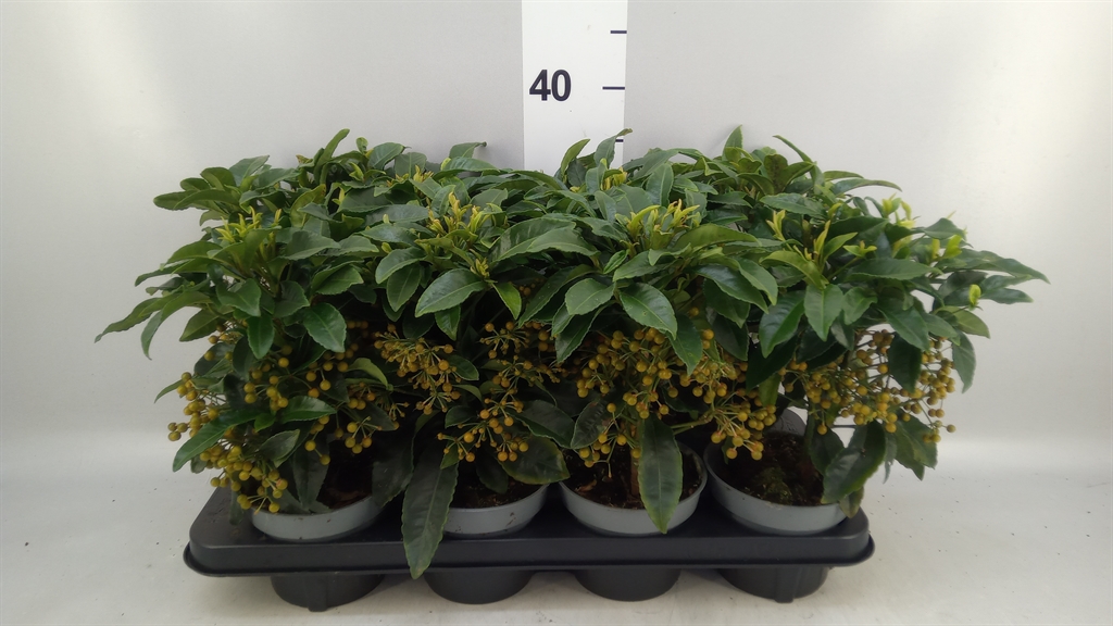 Ardisia Crenata 13Ø 30cm